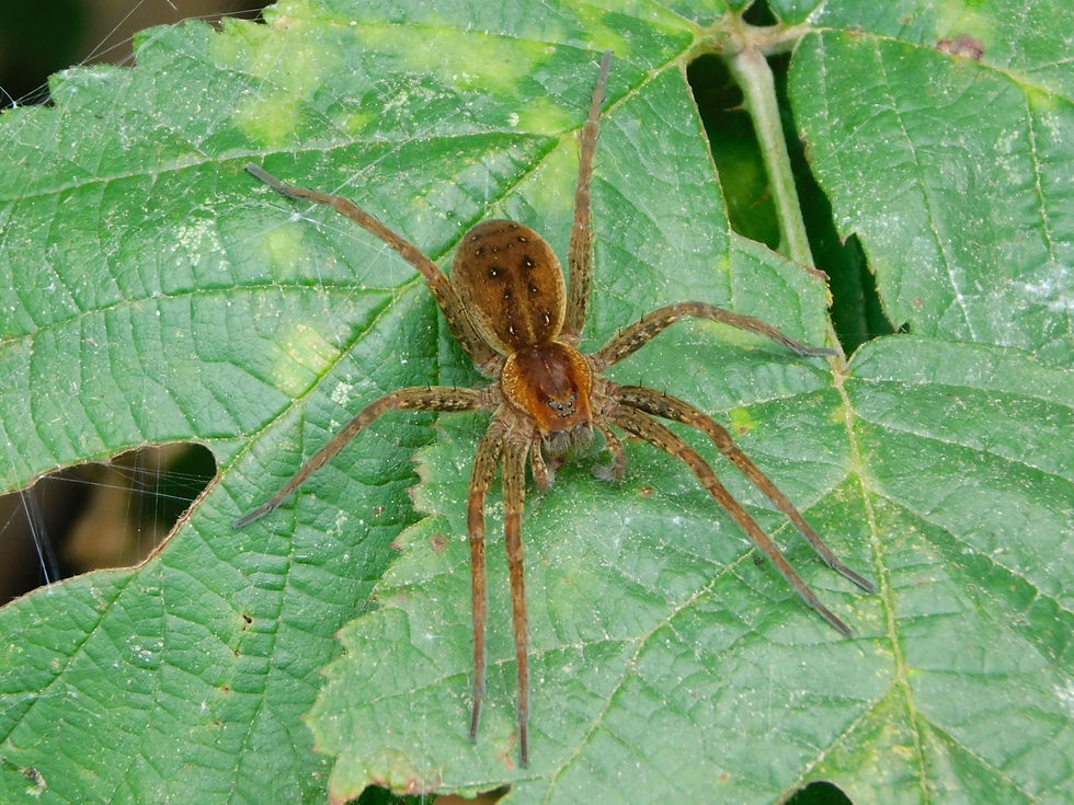 Dolomedes cfr. fimbriatus/plantarius