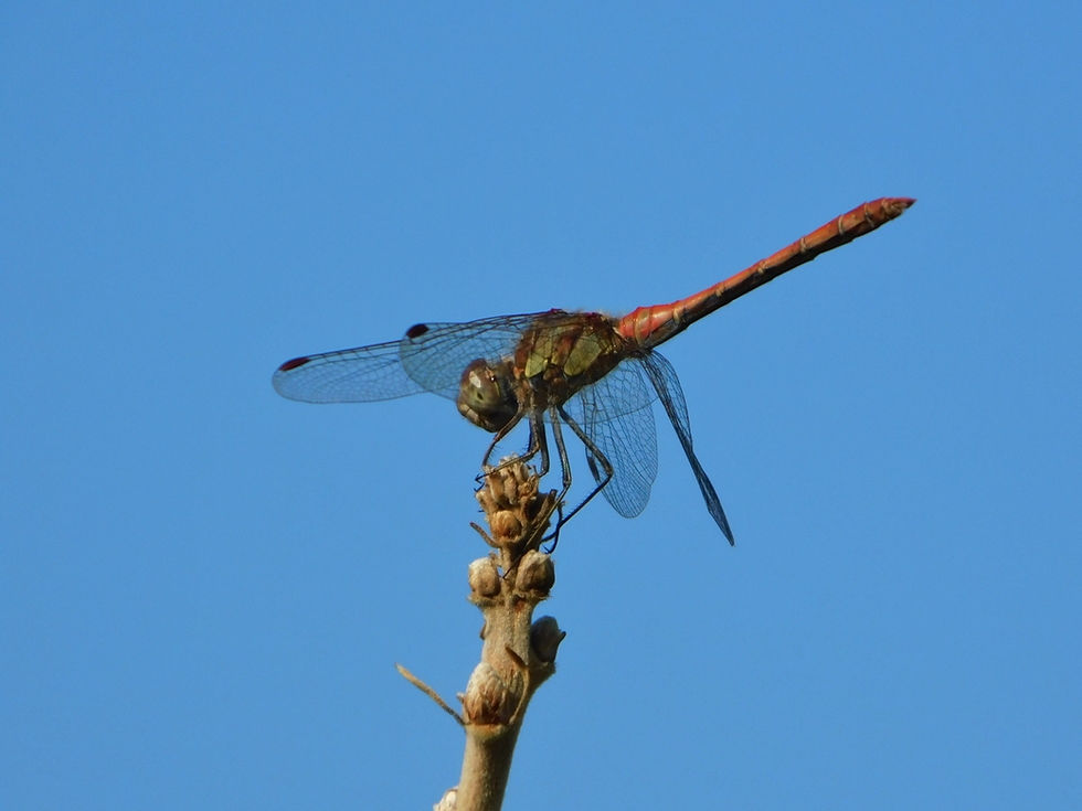 Sympetrum striolatum