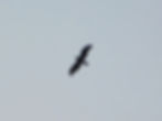 Circaetus gallicus