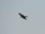 Milvus migrans