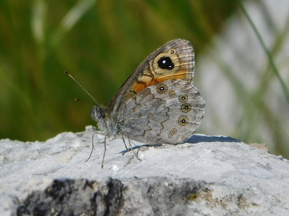Lasiommata maera