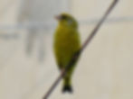 Chloris chloris