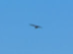 Milvus milvus