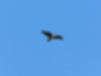 Buteo buteo