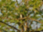 Muscicapa striata