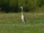 Ardea cinerea