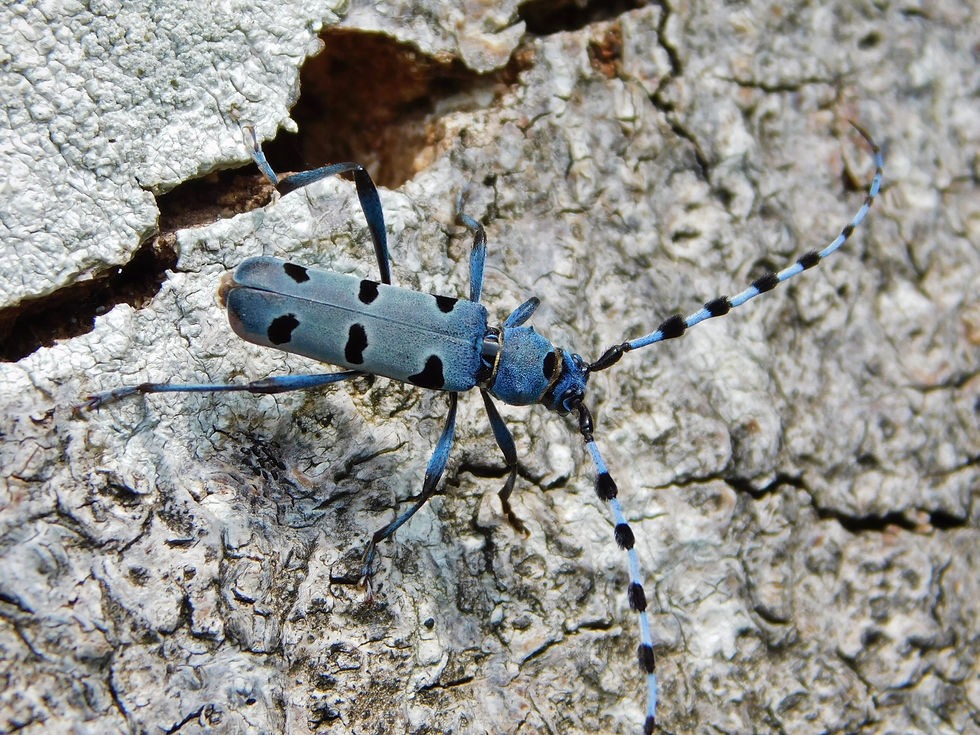 Rosalia alpina