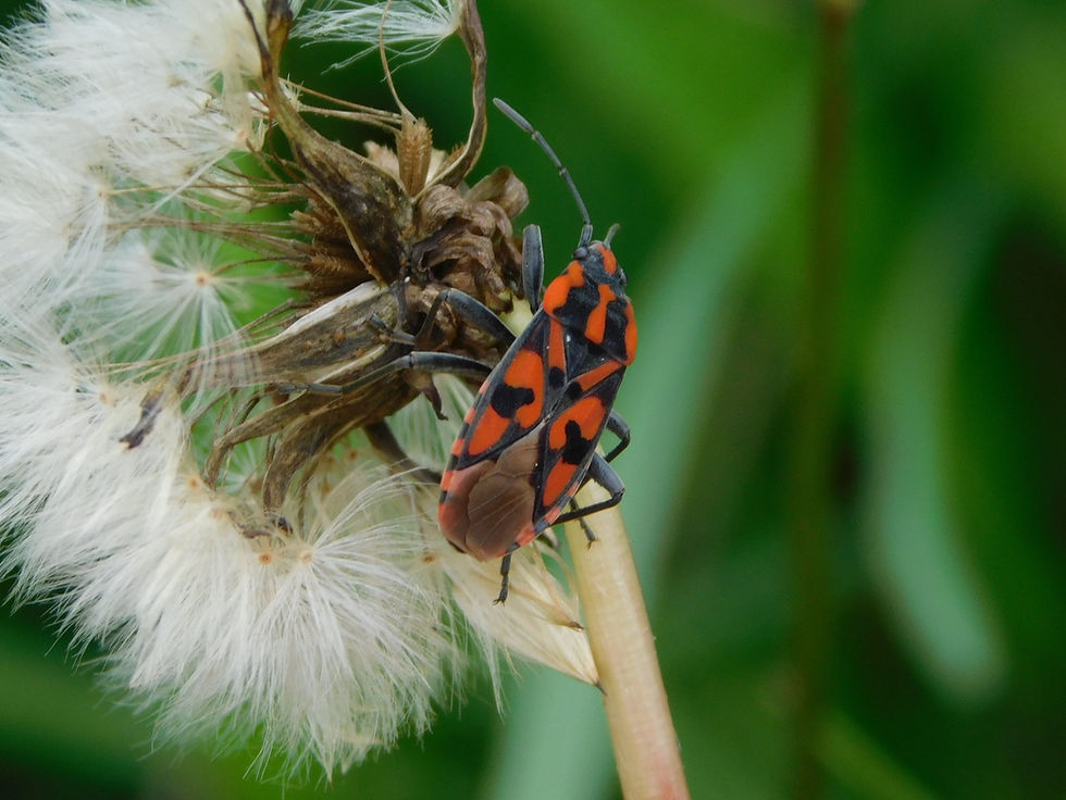 Spilostethus saxatilis