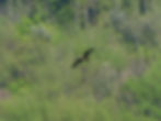 Milvus migrans