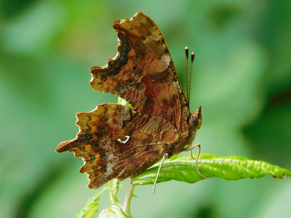 Polygonia c-album
