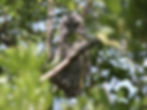 Strix aluco