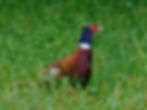 Phasianus colchicus