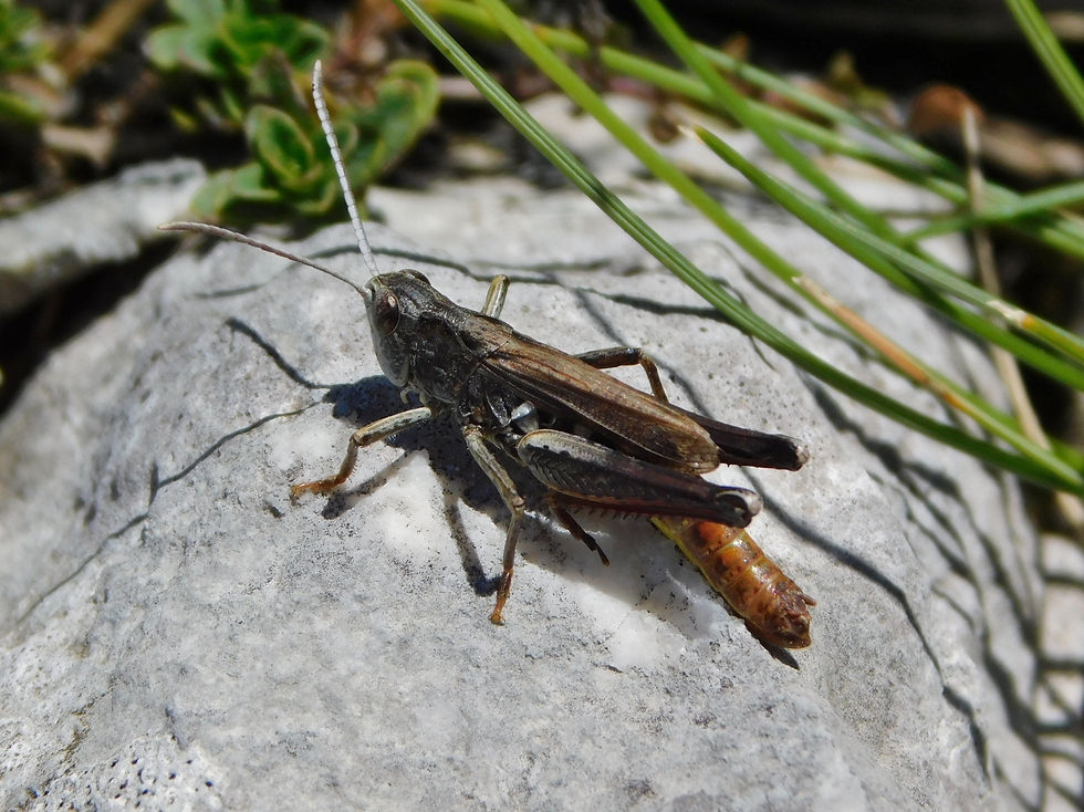Italohippus albicornis