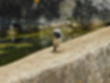 Motacilla alba