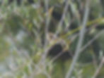 Cisticola juncidis