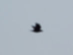 Corvus corax