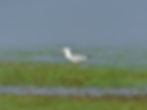 Larus michahellis
