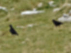 Pyrrhocorax pyrrhocorax
