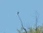 Merops apiaster