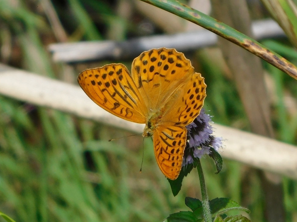 Argynnis paphia ♀