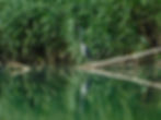 Ardea cinerea