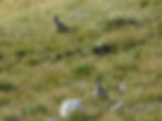 Charadrius morinellus
