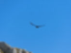 Corvus corax