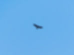 Aquila chrysaetos