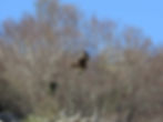 Milvus milvus