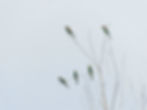 Merops apiaster