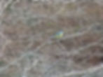 Cyanistes caeruleus