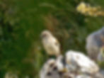 Montifringilla nivalis