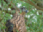Accipiter gentilis