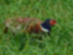 Phasianus colchicus