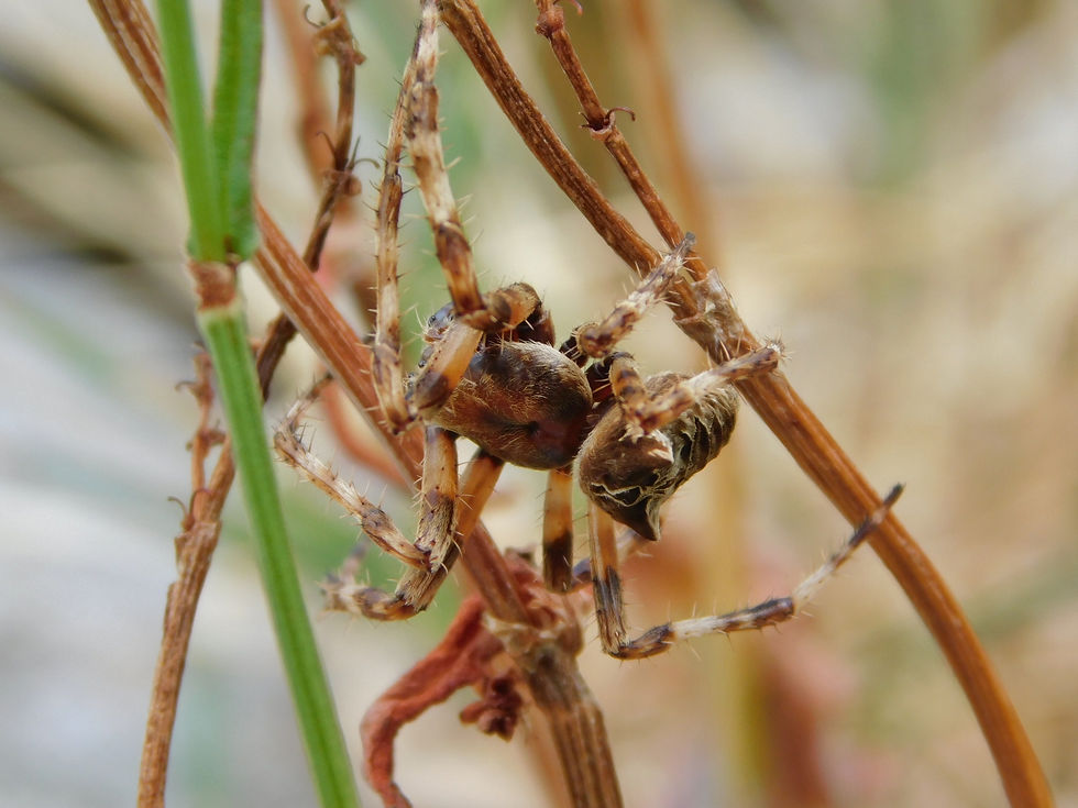 Araneus grossus