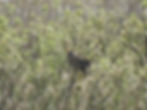 Ardea purpurea