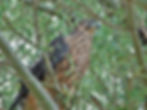 Accipiter gentilis