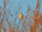 Falco tinnunculus