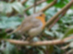 Erithacus rubecula