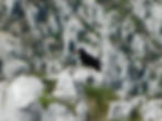 Pyrrhocorax pyrrhocorax