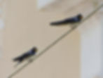 Hirundo rustica