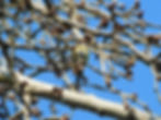 Cyanistes caeruleus