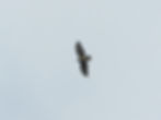 Buteo buteo