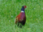 Phasianus colchicus