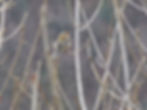 Fringilla coelebs