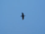 Phalacrocorax carbo