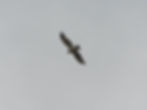 Circaetus gallicus