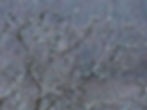 Sturnus vulgaris