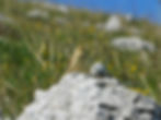 Anthus campestris
