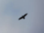 Corvus corax